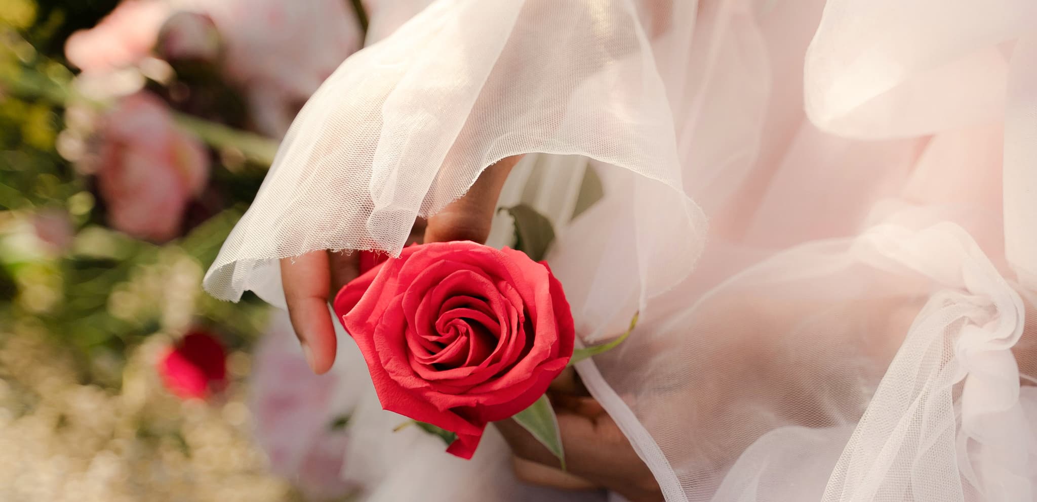 Hands in sheer ruffled sleeves gently holding a vibrant red rose against a soft-focus garden in warm golden light