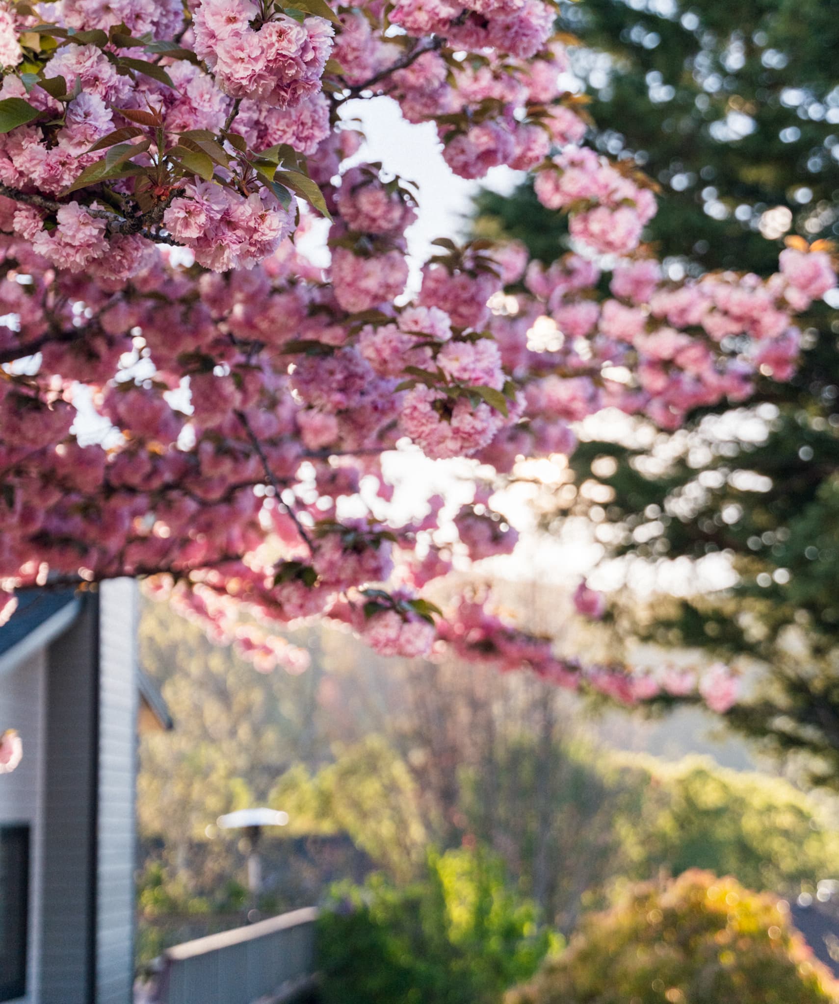 Pink blossoms on branches in warm golden light, soft-focus garden and home beyond